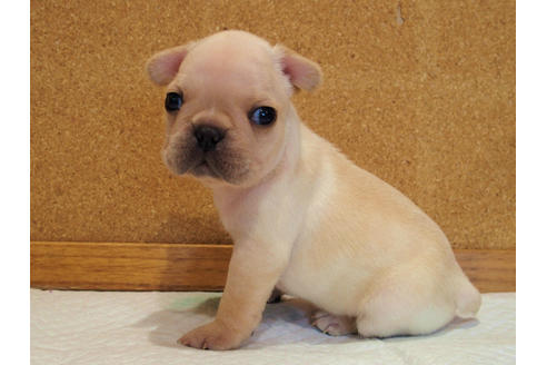 成約済の愛知県のフレンチブルドッグ-128003の5枚目