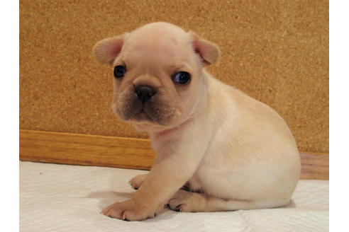 成約済の愛知県のフレンチブルドッグ-128003の4枚目