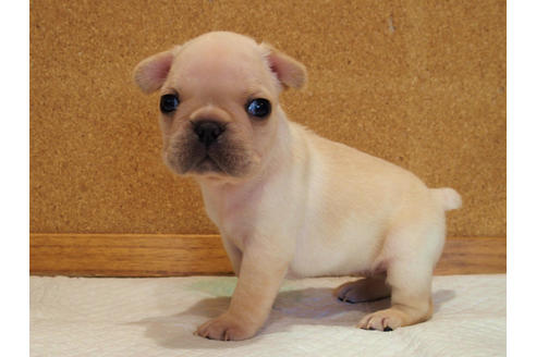 成約済の愛知県のフレンチブルドッグ-128003の3枚目