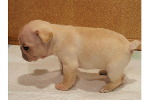 成約済の愛知県のフレンチブルドッグ-128003の2枚目