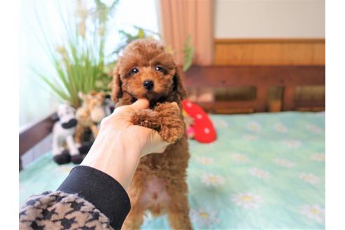 成約済の熊本県のトイプードル-126837の5枚目