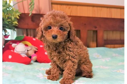 成約済の熊本県のトイプードル-126837の4枚目