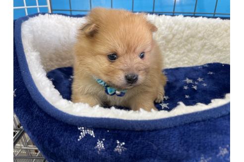 成約済の愛媛県のポメラニアン-129121の2枚目