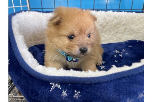 成約済の愛媛県のポメラニアン-129121の3枚目