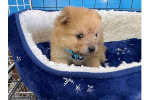 成約済の愛媛県のポメラニアン-129121の4枚目