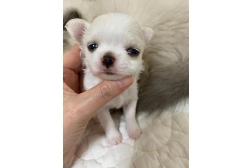 成約済の埼玉県のチワワ(ロングコート)-128793の5枚目