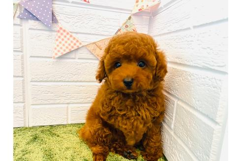 成約済の埼玉県のタイニープードル-129136の2枚目