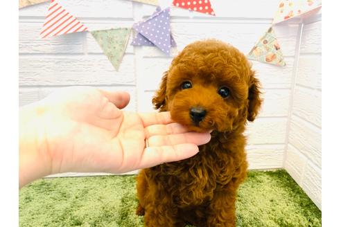 成約済の埼玉県のタイニープードル-129136の1枚目