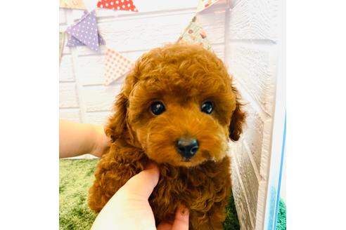 成約済の埼玉県のタイニープードル-129136の3枚目