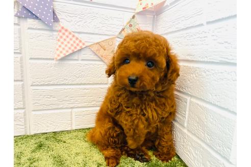 成約済の埼玉県のタイニープードル-129136の4枚目