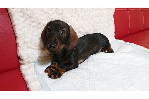 ミニチュアダックスフンドでワイルドボアの子犬を探す ブリーダーナビ ミニチュアダックスフンドでワイルドボアの子犬を探す ブリーダーナビ