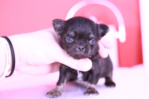 成約済の愛知県のチワワ(ロングコート)-129149の1枚目