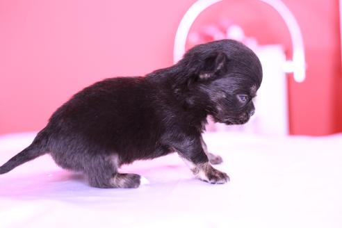 成約済の愛知県のチワワ(ロングコート)-129149の5枚目