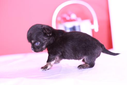 成約済の愛知県のチワワ(ロングコート)-129149の6枚目