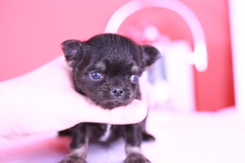 成約済の愛知県のチワワ(ロングコート)-129149の7枚目