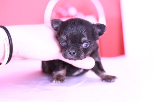 成約済の愛知県のチワワ(ロングコート)-129149の8枚目