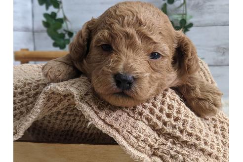 成約済の静岡県のトイプードル-127699の3枚目