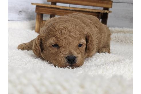 成約済の静岡県のトイプードル-127699の2枚目