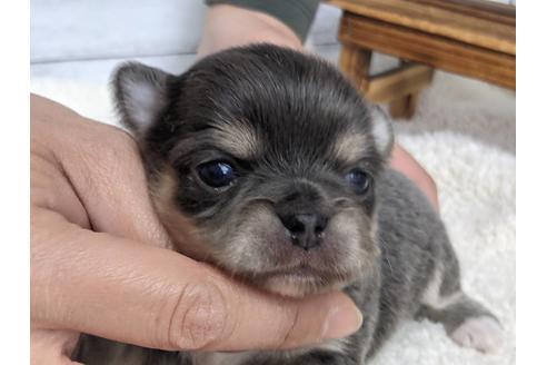 成約済の静岡県のチワワ(ロングコート)-127697の3枚目