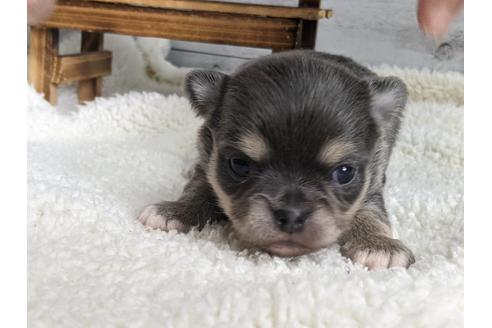 成約済の静岡県のチワワ(ロングコート)-127697の2枚目