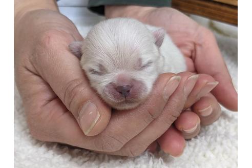 成約済の静岡県のポメラニアン-129167の2枚目