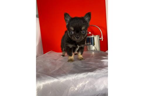 成約済の愛知県のチワワ(ロングコート)-129149の4枚目