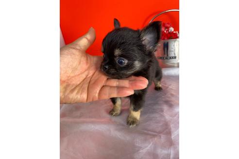 成約済の愛知県のチワワ(ロングコート)-129149の3枚目