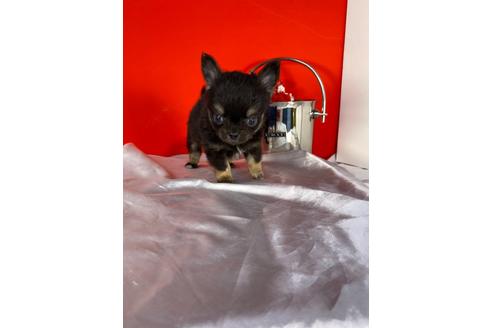 成約済の愛知県のチワワ(ロングコート)-129149の2枚目