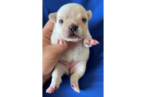 成約済の埼玉県のフレンチブルドッグ-127385の2枚目
