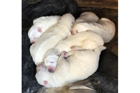 成約済の徳島県のサモエド-129200の2枚目