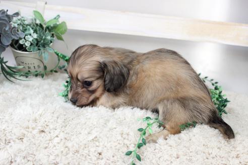 成約済の岡山県のカニンヘンダックスフンド(ロングヘアード)-129229の3枚目