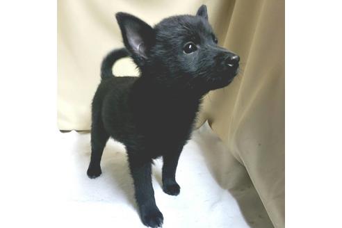 茨城県のスキッパーキ 女の子 21 02 01生まれ ブラック 黒 子犬id 1287 ブリーダーナビ