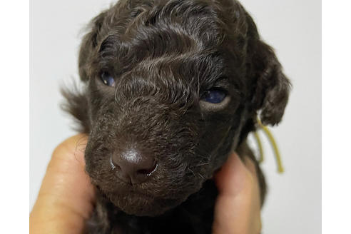 子犬