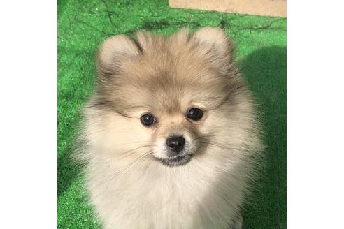福島県でポメラニアンの子犬を探す ブリーダーナビ 福島県でポメラニアンの子犬を探す ブリーダーナビ