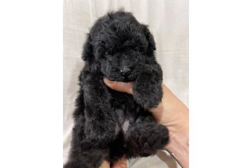 成約済の埼玉県のトイプードル-129257の1枚目