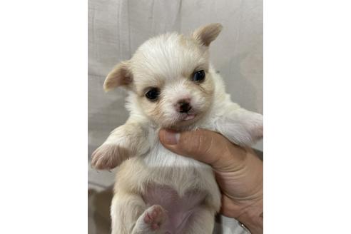 成約済の埼玉県のチワワ(ロングコート)-129268の1枚目