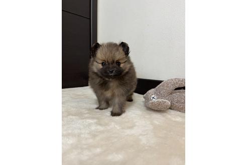 群馬県でポメラニアンの子犬を探す ブリーダーナビ 群馬県でポメラニアンの子犬を探す ブリーダーナビ