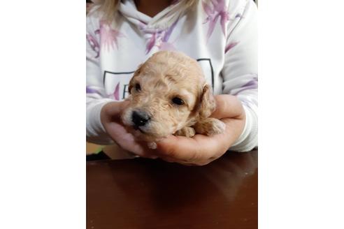 成約済の福島県のトイプードル-129355の2枚目