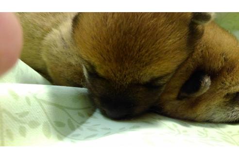 成約済の岐阜県の柴犬-129369の2枚目