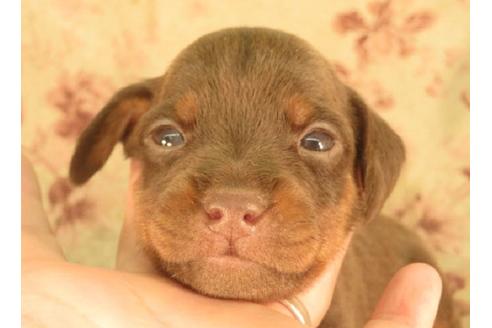 40万円以下のミニチュアピンシャーの子犬を探す ブリーダーナビ