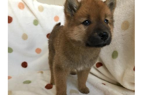 成約済の岐阜県のミックス犬-129392の1枚目