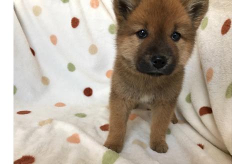 成約済の岐阜県のミックス犬-129392の3枚目