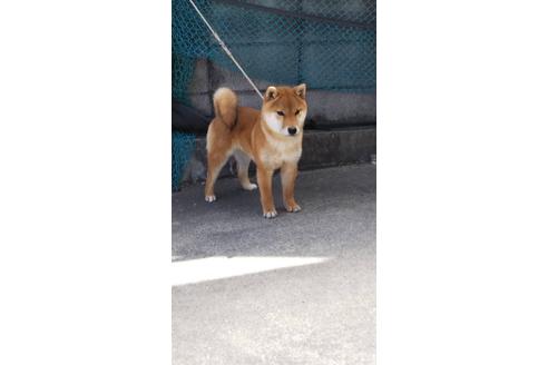 成約済の広島県の柴犬-129393の1枚目