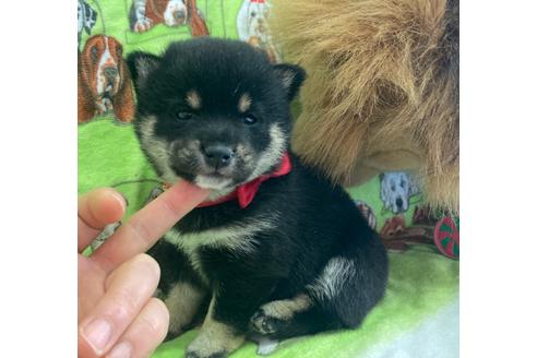 成約済の福岡県の豆柴-129430の1枚目