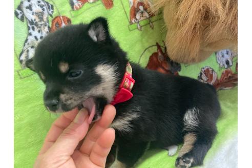 成約済の福岡県の豆柴-129430の2枚目