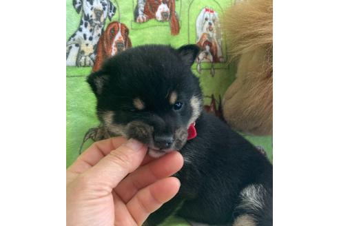 成約済の福岡県の豆柴-129430の3枚目