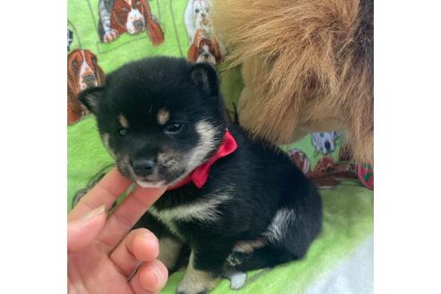 成約済の福岡県の豆柴-129430の4枚目