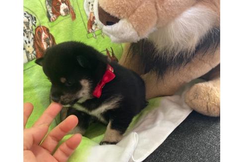 成約済の福岡県の豆柴-129430の5枚目