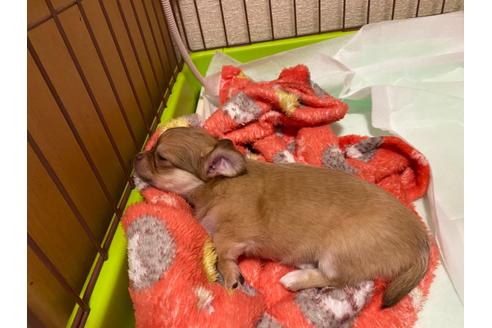 成約済の神奈川県のチワワ(ロングコート)-124564の37枚目
