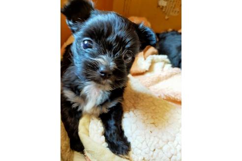 静岡県でミックス犬の子犬を探す ブリーダーナビ 静岡県でミックス犬の子犬を探す ブリーダーナビ